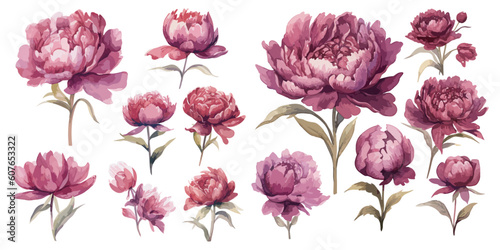 watercolor burgundy peony clipart for graphic resources