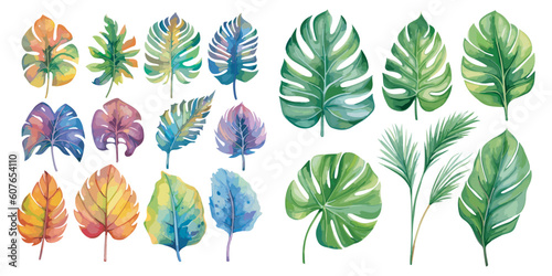watercolor monstera clipart for graphic resources