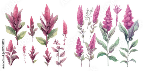 watercolor amaranth plant clipart for graphic resources