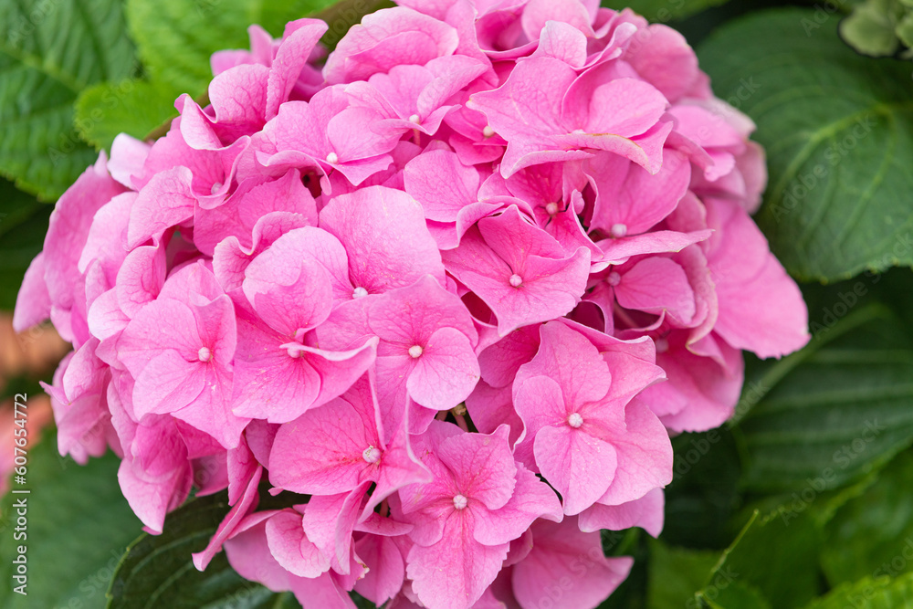 Hydrangea in full bloom in the park flower bed. pink petals