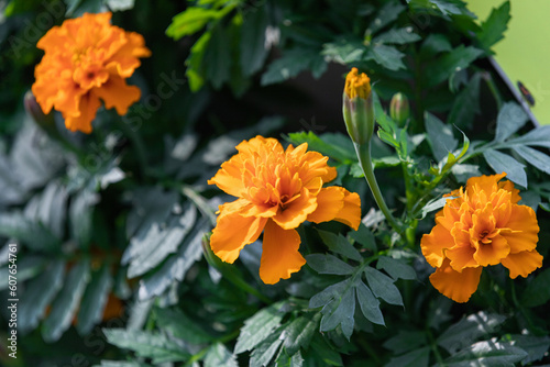 Marigold blooming in a park flower bed. tagetes erecta