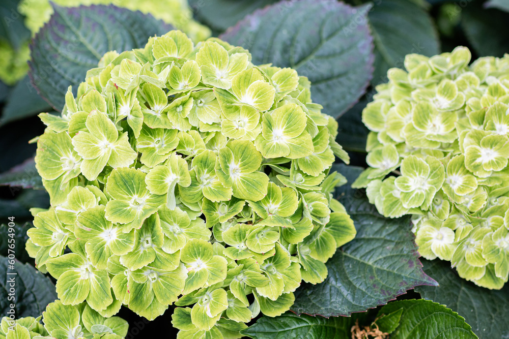 Hydrangea in full bloom in the park flower bed. green color petals Hydrangea in full bloom in the park flower bed. green color petals