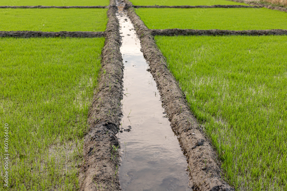 Beautiful green rice fields closeup view Beautiful green rice fields closeup view