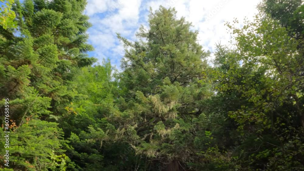 pretty woods pure nature big trees and green frondage pretty woods pure nature big trees and green frondage