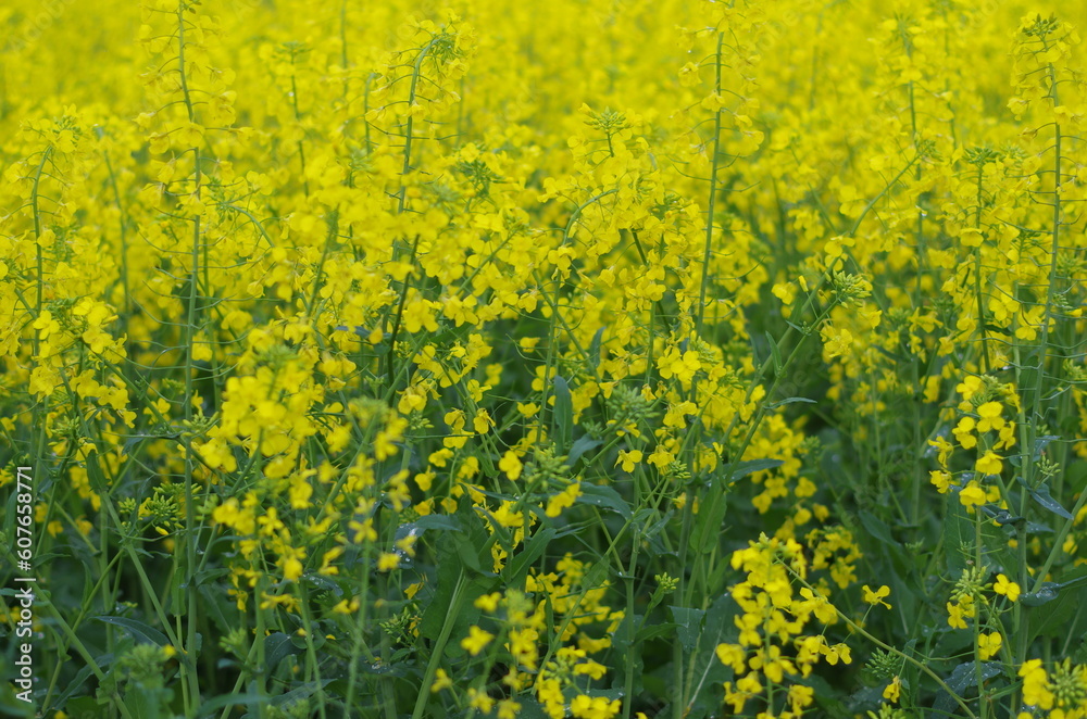 Fototapeta premium A meadow of yellow flowers in Western Australia