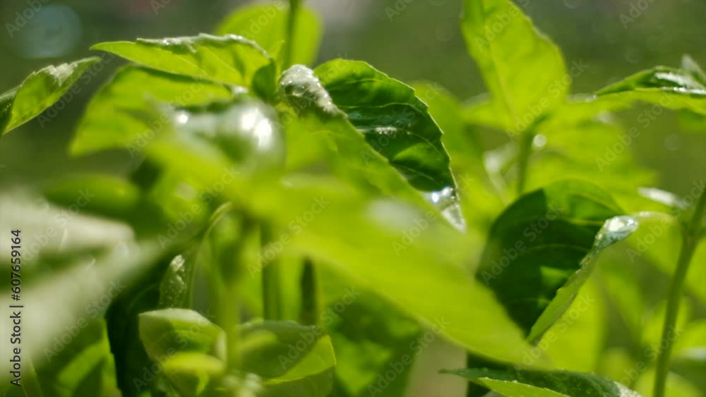 Selective focus of fresh green basil grows in eco garden. Basil seedlings and growing. Flavored salad dressings in Mediterranean style. Details, macro of single leaves in sunlight with soft movement Selective focus of fresh green basil grows in eco garden. Basil seedlings and growing. Flavored salad dressings in Mediterranean style. Details, macro of single leaves in sunlight with soft movement