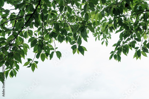 曇り空にかかる新緑の木の葉の背景 コピースペース