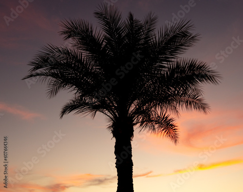 Fototapeta Naklejka Na Ścianę i Meble -  Silhouettes of palm trees at sunset.