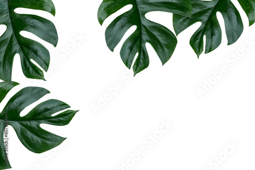 monstera jiny leaves plant frame isolated