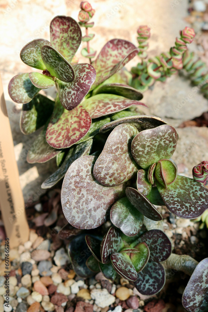 succulent