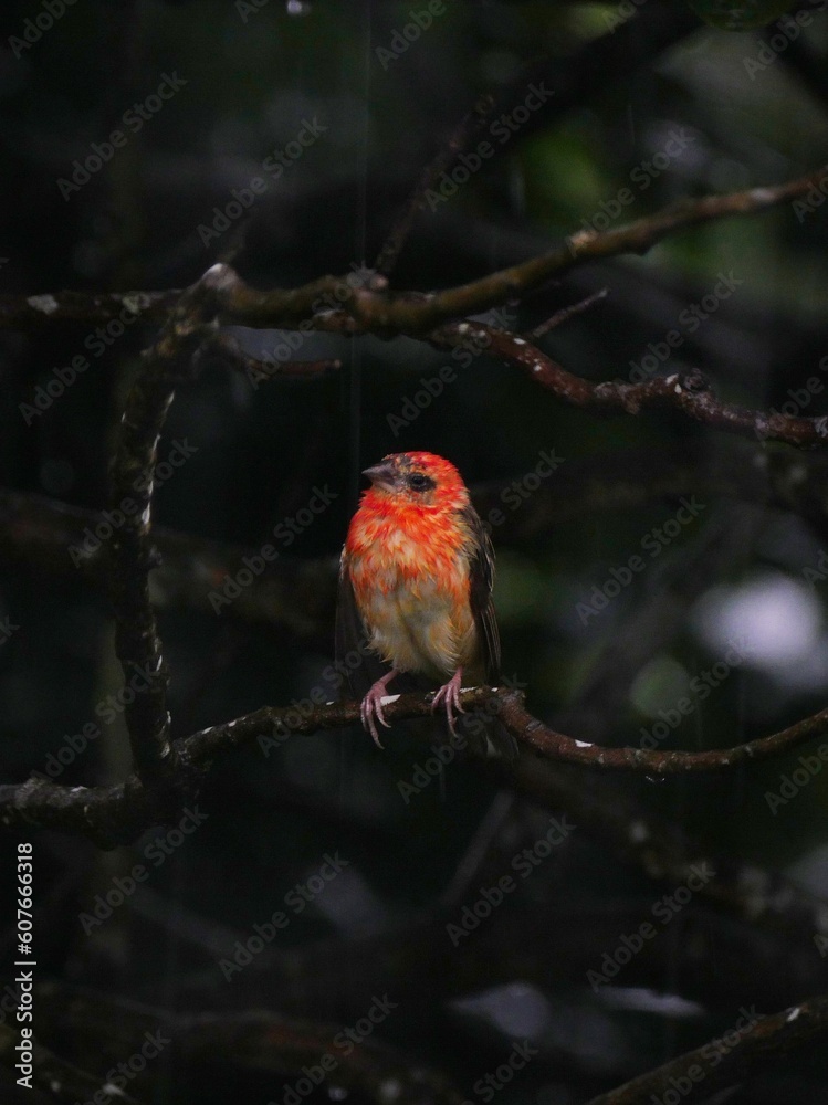 Red Fody bird perching on tree sheltering from heavy rain - Foudia Madagascariensis Red Fody bird perching on tree sheltering from heavy rain - Foudia Madagascariensis
