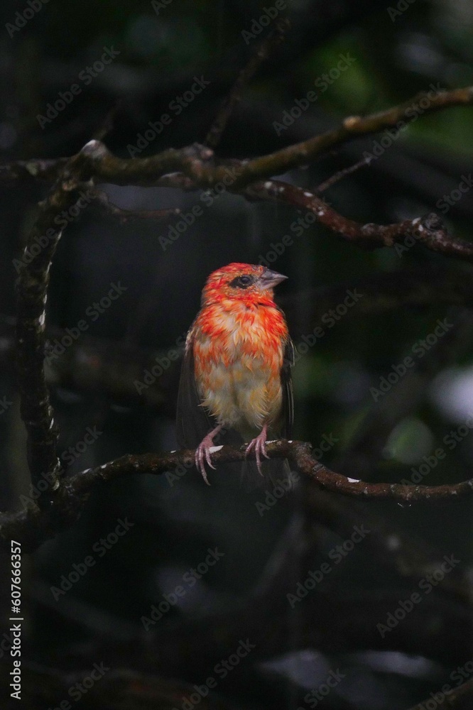 Red Fody bird perching on tree sheltering from heavy rain - Foudia Madagascariensis Red Fody bird perching on tree sheltering from heavy rain - Foudia Madagascariensis