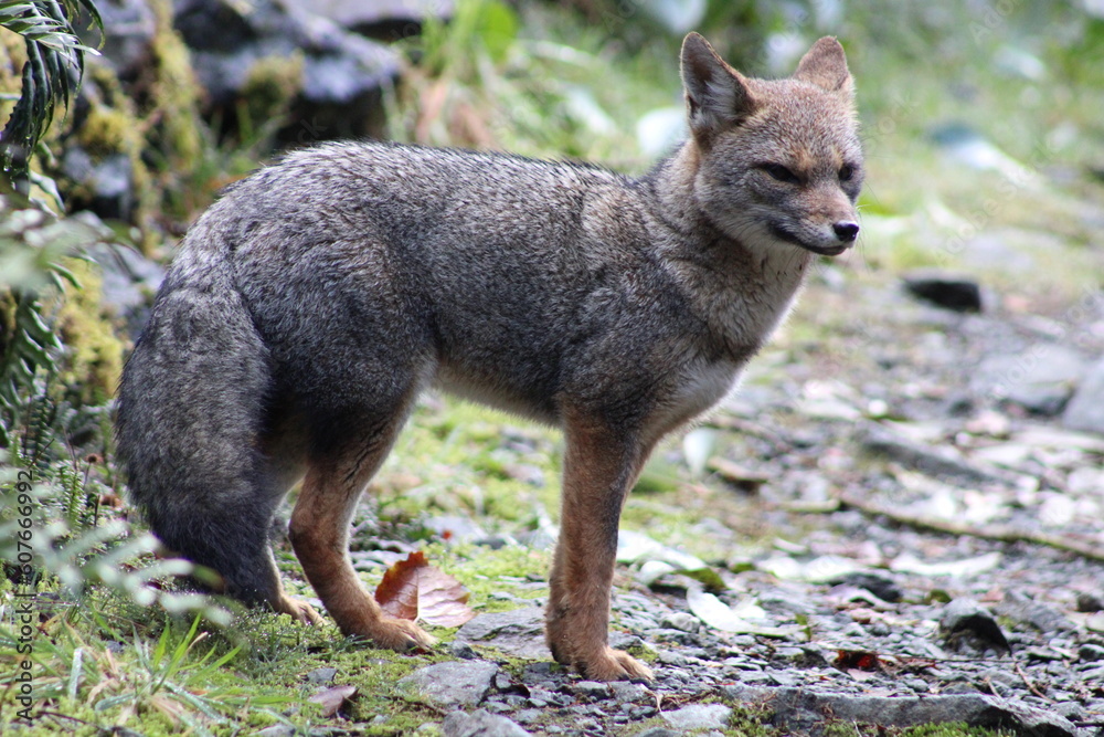 Naklejka premium Zorro Gris