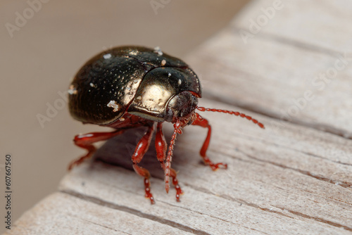Chrysolina bankii leaf beetle posed on a wooden floor under the sun © Jorge