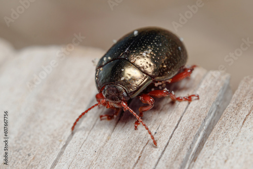 Chrysolina bankii leaf beetle posed on a wooden floor under the sun © Jorge