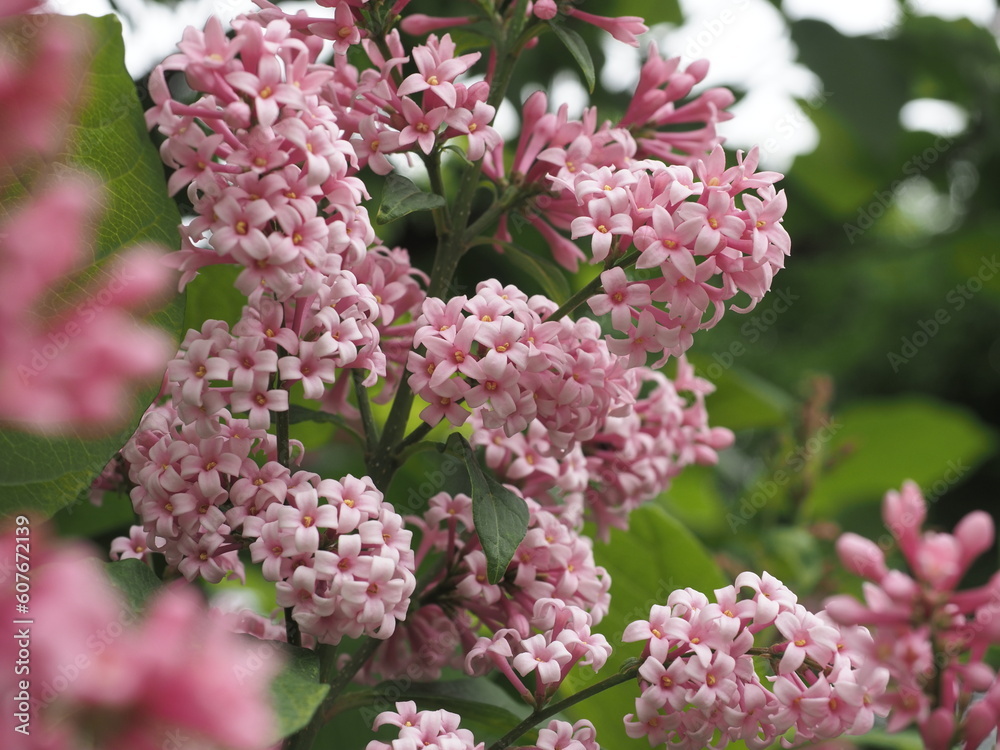 花 花