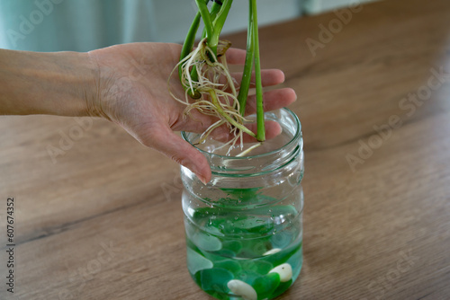 Female hands hold monstera houseplant roots over jar of hydroponic water.