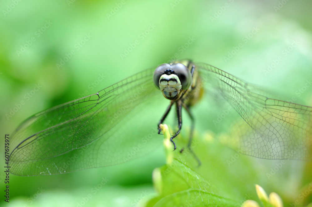 Selective focus of a dragonfly often perched on green grass Selective focus of a dragonfly often perched on green grass