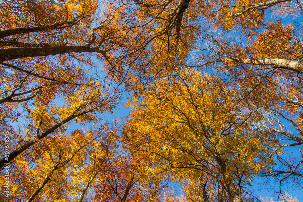 Vetusta beech forest of Cimino mount in autumn. Foliage in Lazio, Italy Vetusta beech forest of Cimino mount in autumn. Foliage in Lazio, Italy