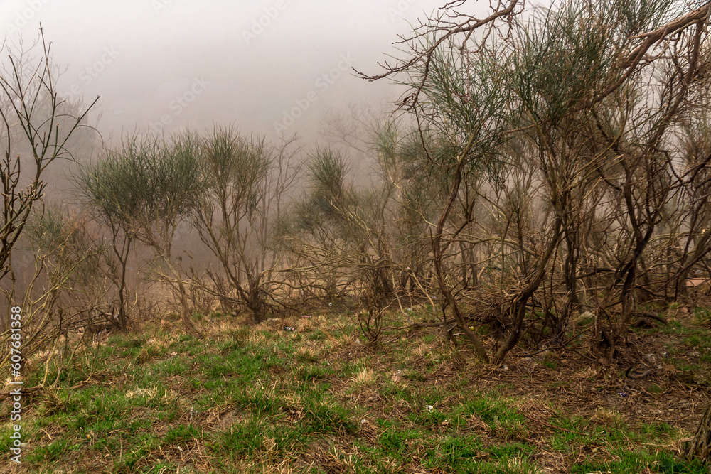 Mountains in the mist of a beautiful spring. Misty mountain valley, forest, pine trees. View of the mountain landscape on a foggy day. Mountain landscape in fog. Mountains in the mist of a beautiful spring. Misty mountain valley, forest, pine trees. View of the mountain landscape on a foggy day. Mountain landscape in fog.