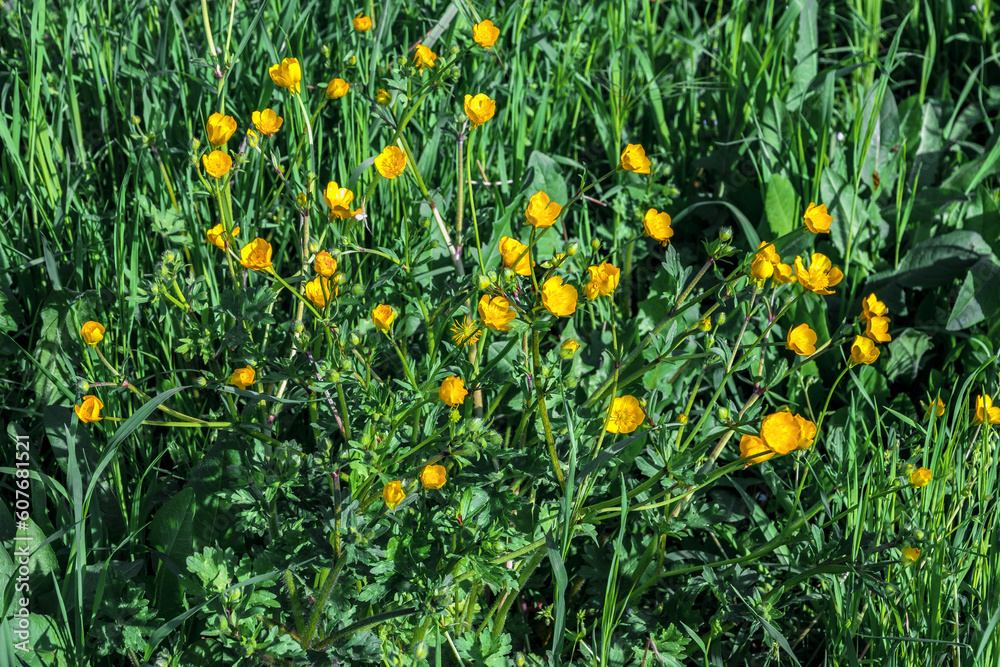 Yellow buttercups in the green grass. A lot of small yellow buttercup flowers among the green grass, illuminated by the sun, in a summer meadow. There are many buttercups blooming in the green grass.