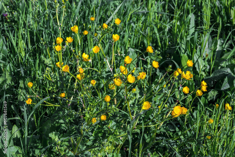 Yellow buttercups in the green grass. Buttercup in the field. A lot of small yellow buttercup flowers among the green grass, illuminated by the sun, in a summer meadow.
