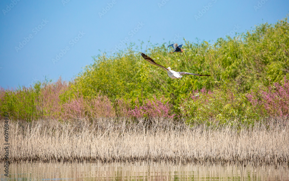 Flying pelicans in the blue sky. Waterfowl at the nesting site. A flock of pelicans walks on a blue lake. Flying pelicans in the blue sky. Waterfowl at the nesting site. A flock of pelicans walks on a blue lake.