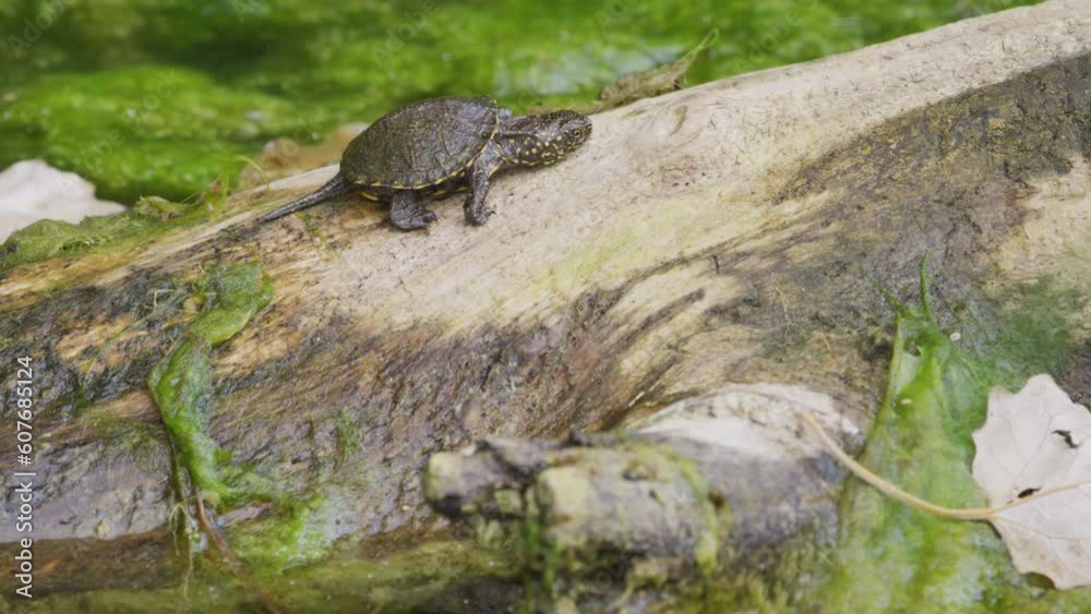 Baby Turtle lying on a branch. (4K Resolution) Baby Turtle lying on a branch. (4K Resolution)