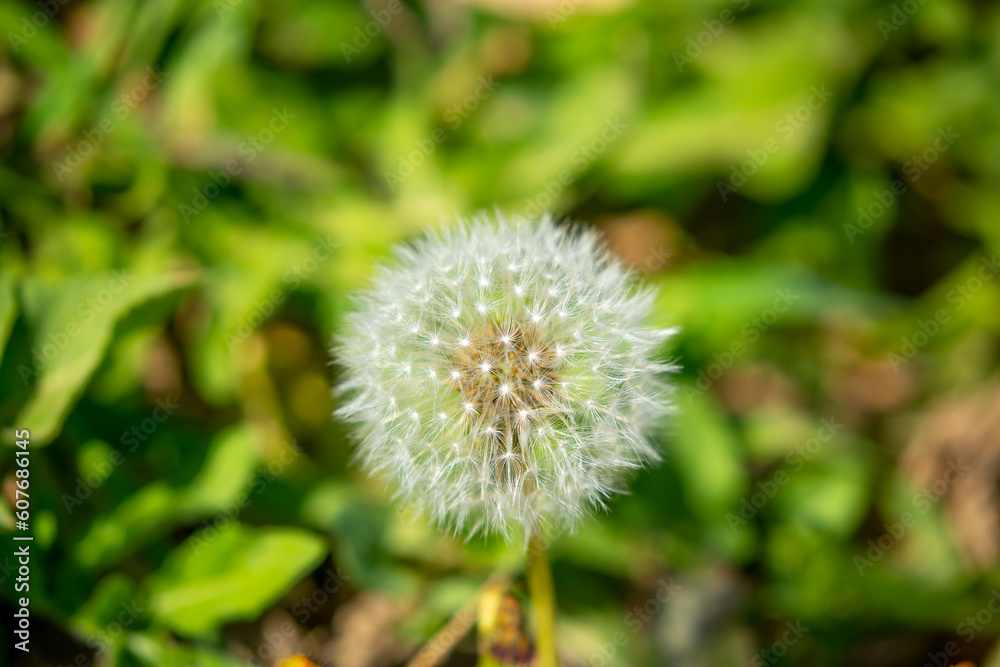 Dandelion close-up on a spring meadow. Dandelion seeds in the sunlight blowing away across a fresh green morning background Dandelion close-up on a spring meadow. Dandelion seeds in the sunlight blowing away across a fresh green morning background