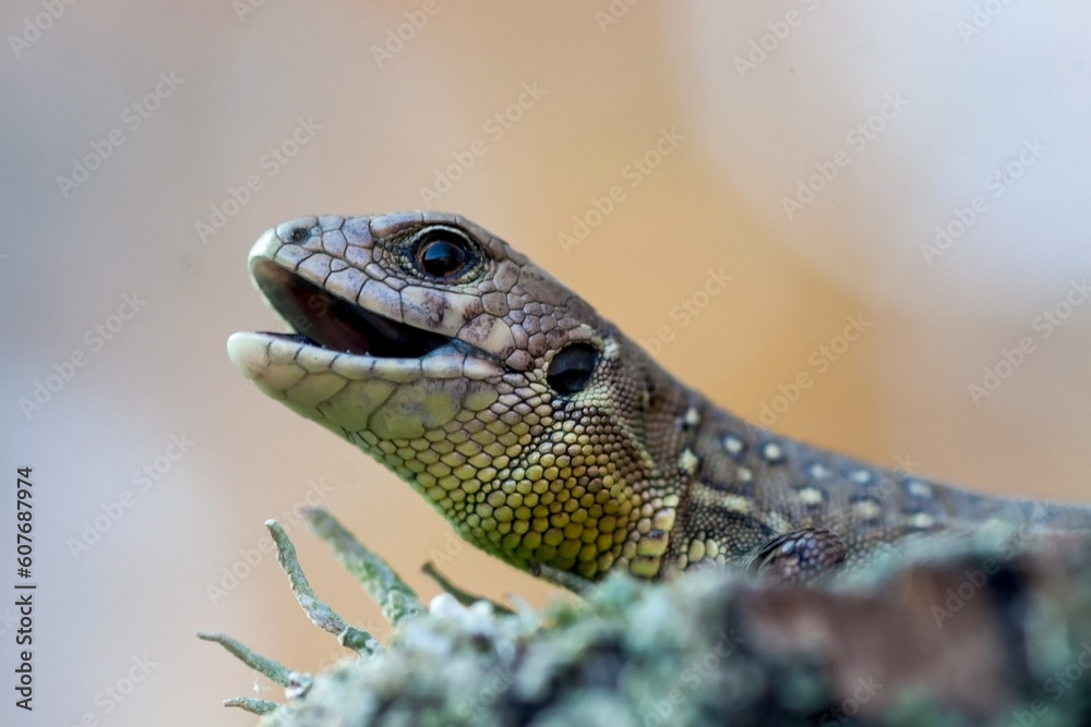 Sand lizard Sand lizard