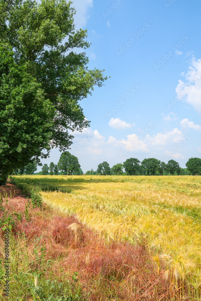 Po Valley landscape field cultivation nature natural agriculture farmhouse tree earth Po Valley landscape field cultivation nature natural agriculture farmhouse tree earth