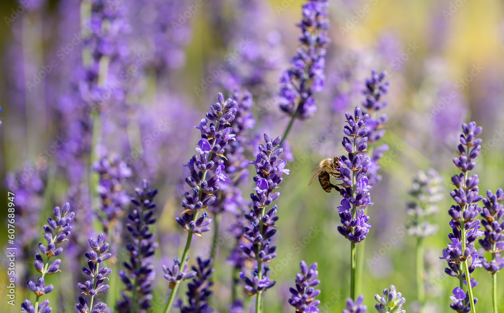 Fototapeta premium Spring lavender flowers under sunlight. Bees pollinate flowers and collect pollen. Lavender honey. Beautiful landscape of nature with a panoramic view. Hi spring. long banner