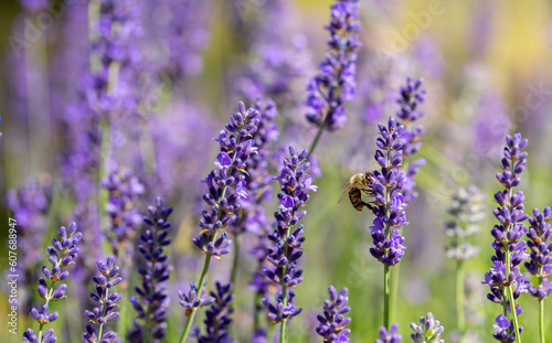 Spring lavender flowers under sunlight. Bees pollinate flowers and collect pollen. Lavender honey. Beautiful landscape of nature with a panoramic view. Hi spring. long banner