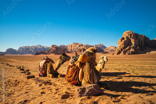 camel in the wadi rum desert  southern jordan