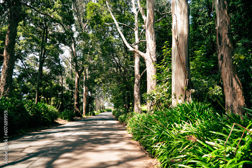 Straße im grünen Wald auf Madeira
