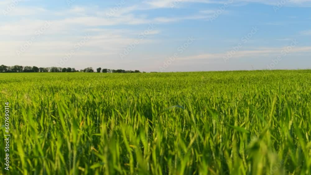 Green wheat against the blue sky. The wheat is ripening. Harvest ripening concept Green wheat against the blue sky. The wheat is ripening. Harvest ripening concept