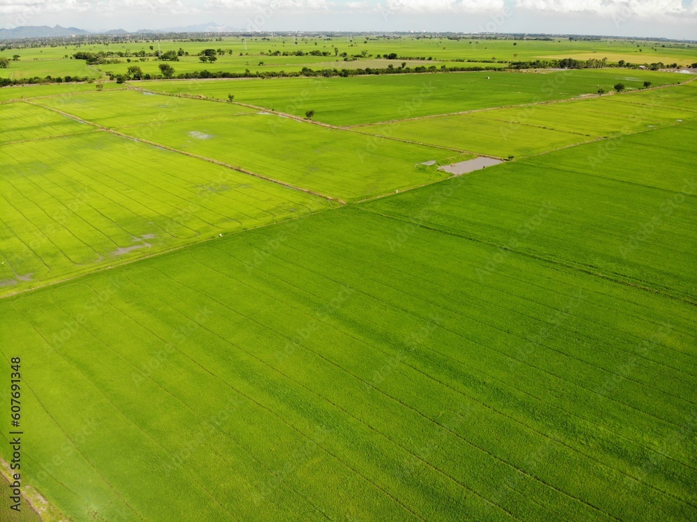 Obraz premium landscape with field