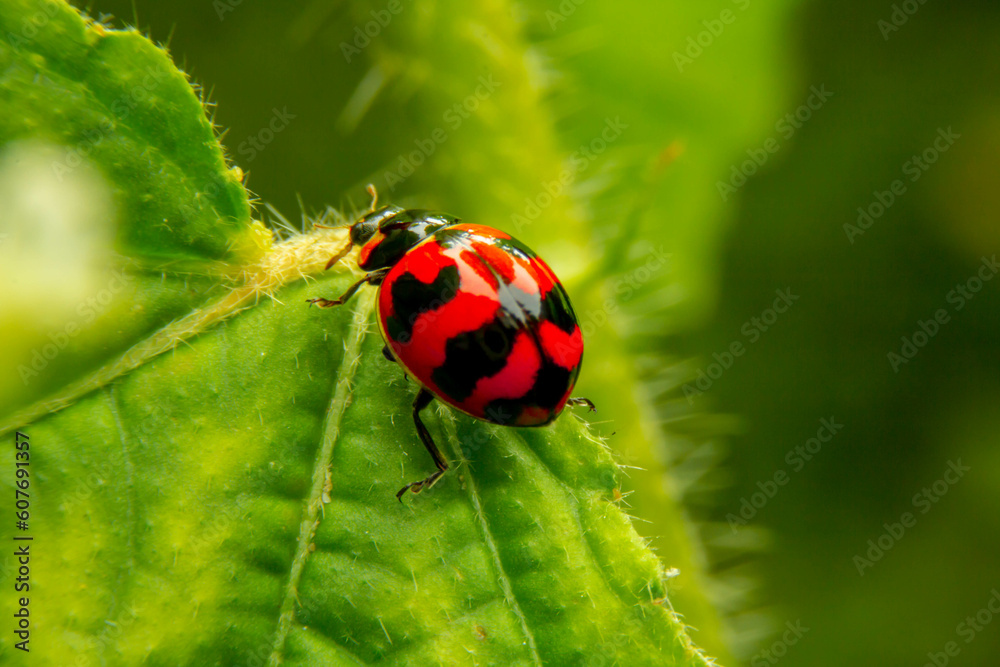 ladybug on a leaf ladybug on a leaf