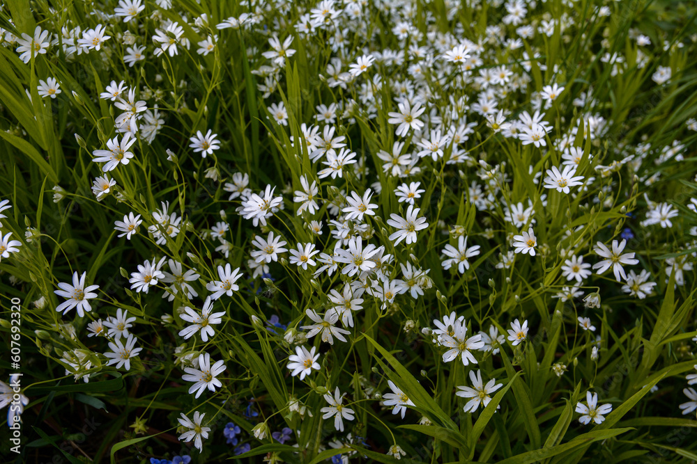 White flowers of Stellaria holostea (Rabelera holostea).