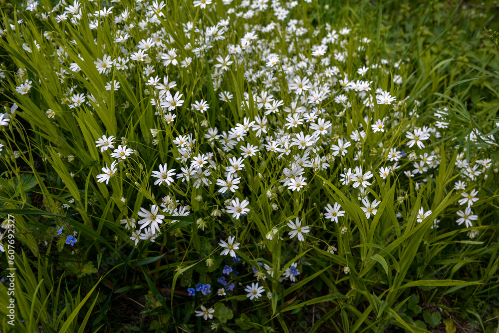 White flowers of Stellaria holostea (Rabelera holostea). White flowers of Stellaria holostea (Rabelera holostea).