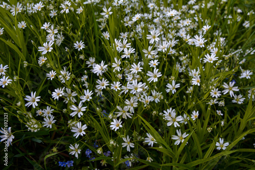White flowers of Stellaria holostea  Rabelera holostea .
