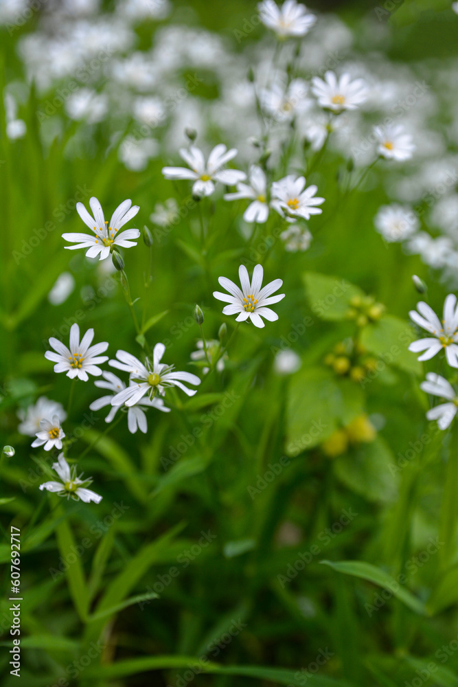 White flowers of Stellaria holostea (Rabelera holostea). White flowers of Stellaria holostea (Rabelera holostea).