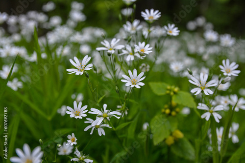 White flowers of Stellaria holostea (Rabelera holostea). © wiha3