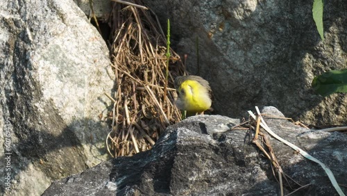 Grey Wagtail Bird Preening Cleaning Feathers Perched on Rock At Sunset - details photo