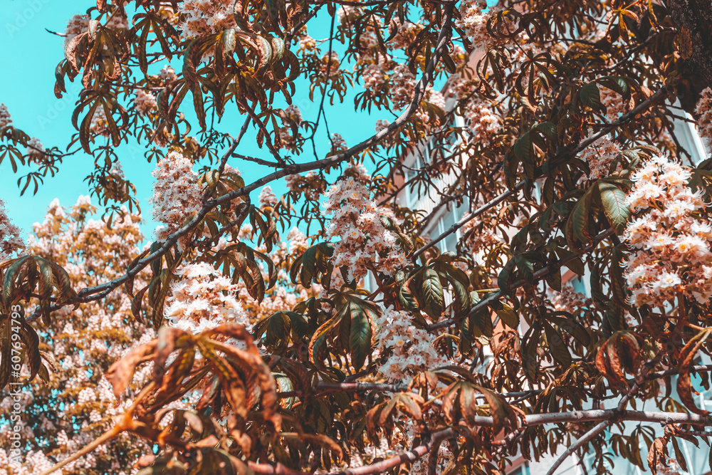 chestnut. the tree grows on a city street. intense heat. the leaves are damaged. chestnut. the tree grows on a city street. intense heat. the leaves are damaged.