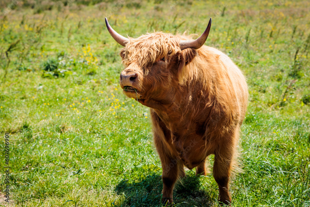horned highland brown cow in green meadow horned highland brown cow in green meadow
