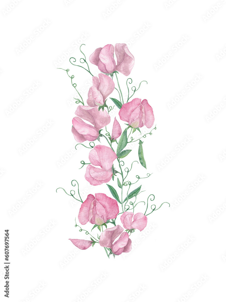 Sweet Pea, Botanical Watercolor Art Print. Delicate sweet peas. Hand drawn Flower, flower painting. Botanical illustration on white background..