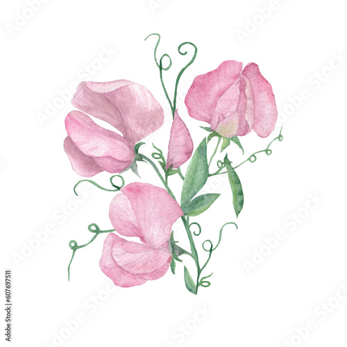 Schilderij op canvas Sweet Pea, Botanical Watercolor Art Print