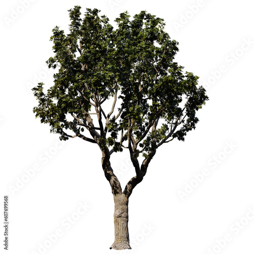 Black Board Tree     Isolated Front View  Tree cutout