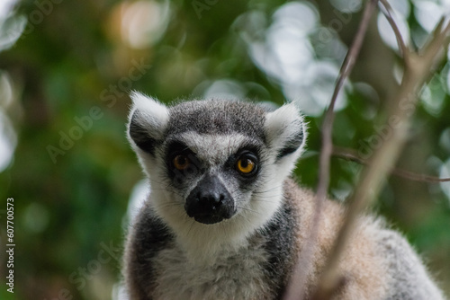 ring lemur